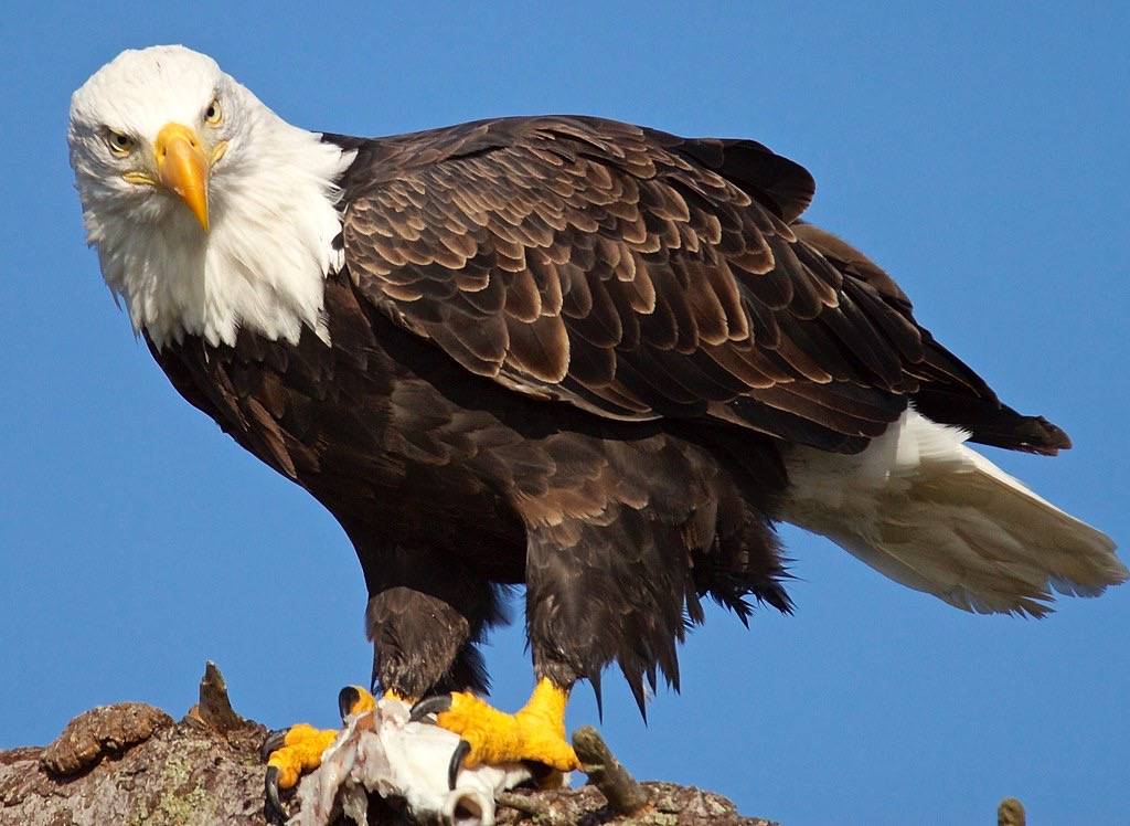 Bald Eagle Female  by jerrygabby1 is licensed under CC BY-NC 2.0
